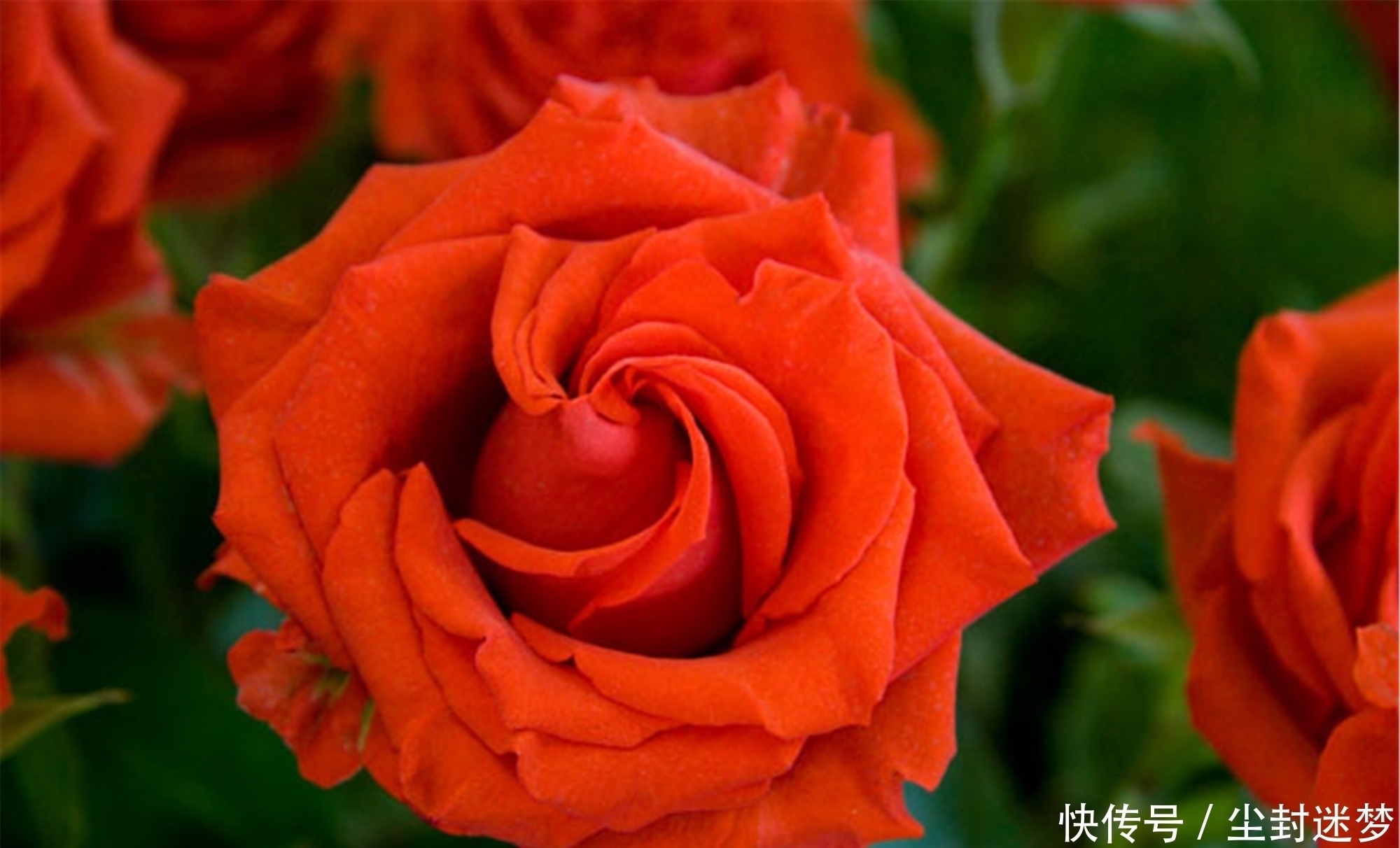 春暖花开|4种年宵花,盆栽美丽、插花诗意,高端大气春暖花开、幸福四季