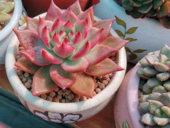 多肉变老桩，选盆不能凑合，用大盆效果差，教你不用颗粒土养好