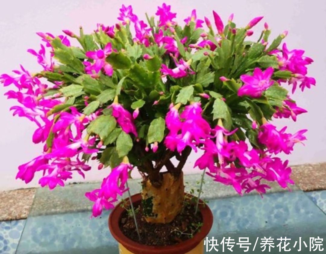 7种“低档花”,开花漂亮又好养,适合装饰阳台