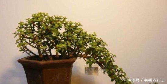 家里养金枝玉叶,几件“小事”做好了,小苗快速变老桩,枝繁叶茂