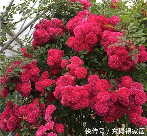 甜蜜红木香|忘了月季吧!此花更美更香更好养,是阳台盆栽佳品