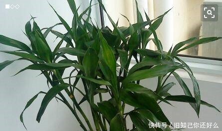 养花|家里养富贵竹,教你1招,不黄叶、生根快,还能开出花!
