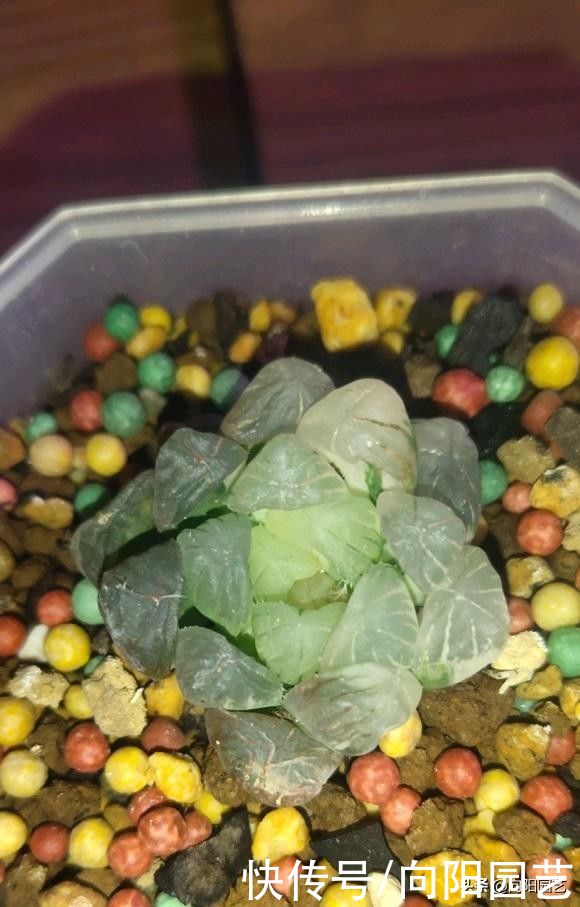 多肉|你买过最贵的多肉多少钱？300块的冰灯玉露锦，很多人都说不值
