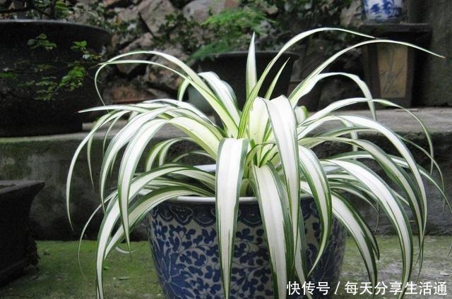 春季养吊兰,不必换盆,只用1个“方法”,叶子宽又绿,长爆盆!