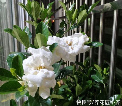 秋季|如果想要栀子花明年开花，秋季做好“5不1对”，春季花开满枝头