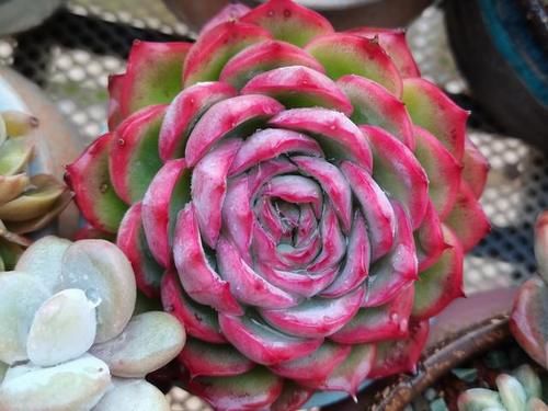 颜值高口碑好的多肉侧影，也叫法兰西玫瑰，出状态像花一样漂亮