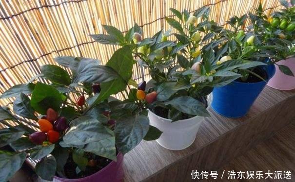 养花还买花肥家里的此几样“垃圾”扔盆里,植物叶油绿、开花艳