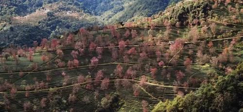 冬日樱花浪漫的无量山，竟然就是天龙八部中的神秘之境