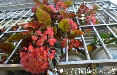 有机肥液|竹节海棠怎么养多开花,八大要点让它一年四季花开爆盆