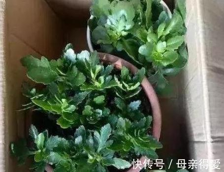 11月养长寿花，教你这2招，30天长满花苞，开成大花球