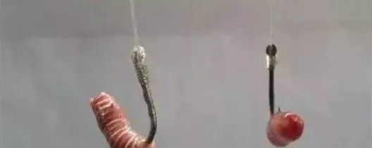 蚯蚓上鱼太慢?教你3种“作弊”的方法,鱼获轻松翻2倍!