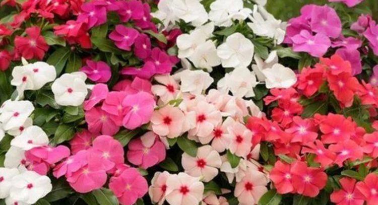 几种花是花卉中的劳模,一开就是100多天,好养易活开花美