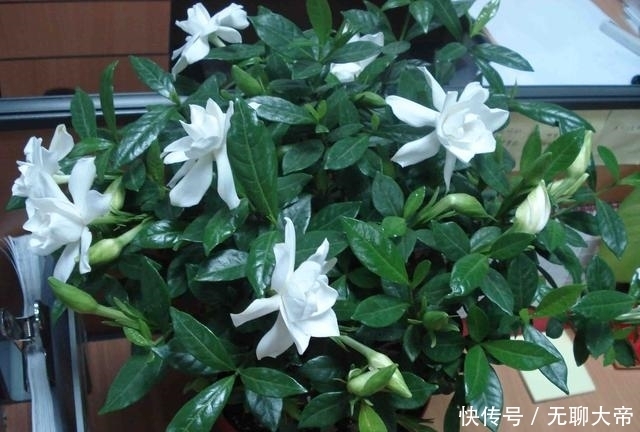 虫子|只需2滴花露水,花卉植物不招虫不黄叶,原来作用这么大