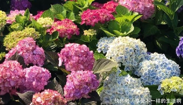 7种花夏天爱淋雨,越淋长得越欢,多淋几次,肥料都省了!