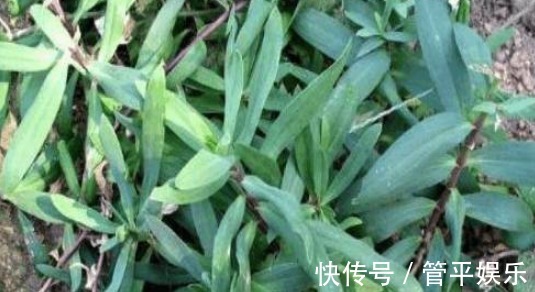可菜|农村不起眼的野草,营养丰富,价值高可菜可药