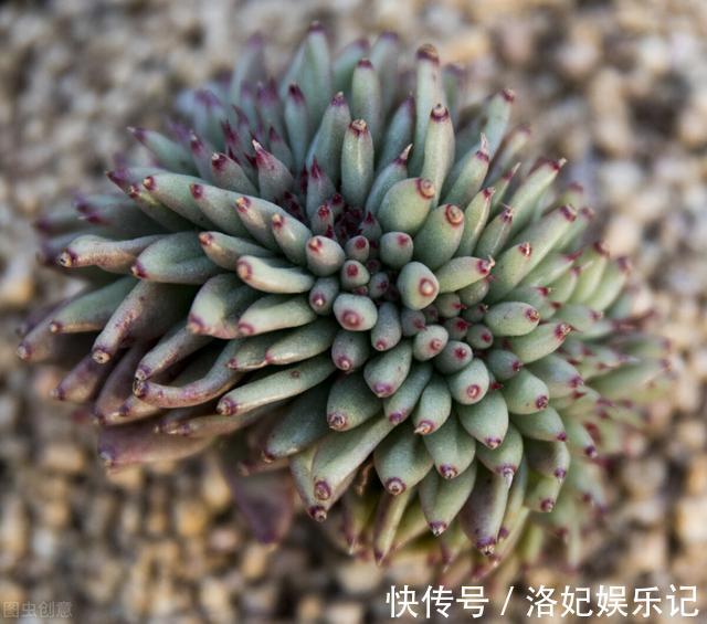 施肥|杨阿姨家的多肉15天浇一次生长水，3个月大变样，成就感满满