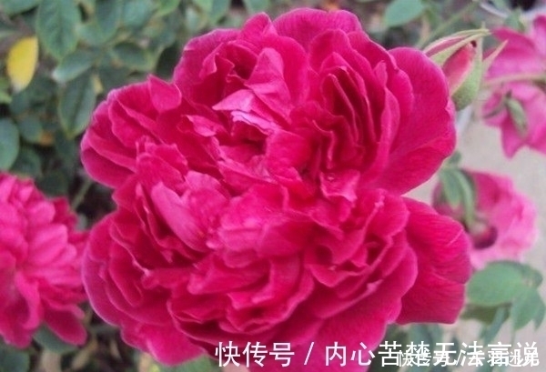 婆婆养月季只选一种,好养抗性强,关键“爱”开花,比养欧月实在