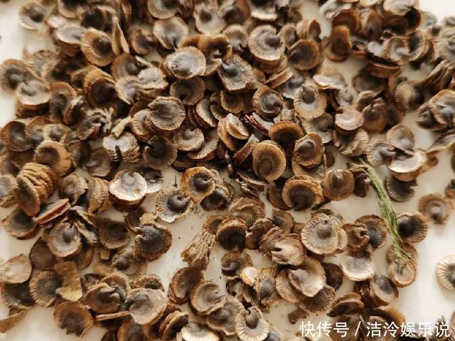 5种花最好别养,根钻得到处都是,砍都砍不尽