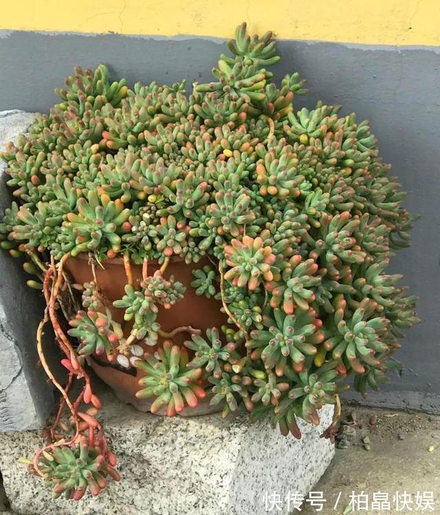 石头缝里的“野多肉”,看到挖几棵,种盆里,能长一大片,美死了