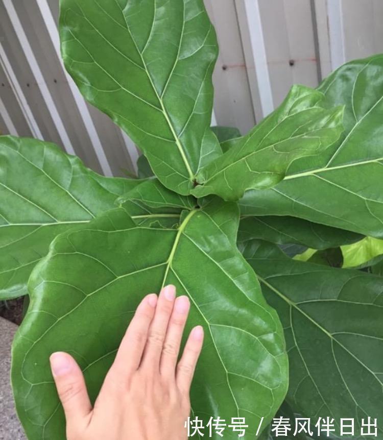 植株|聪明人客厅养花,首选“6种”盆栽,好养好看,家人身体越来越好