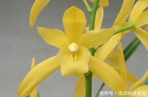 世界上最珍贵的花,其中一些花,比金子还要值钱,有你知道的吗