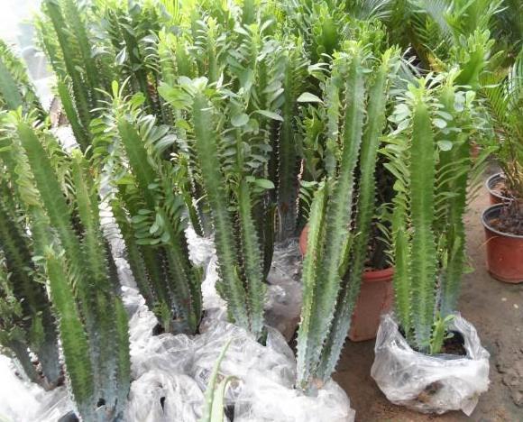 很丑的“1种花”,殊不知,它能“镇宅”,也有“旺运”的寓意!