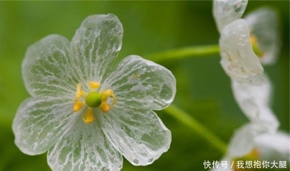 下雨|有这样一种神奇的花朵，下雨时变成透明，却有一个恐怖的名字