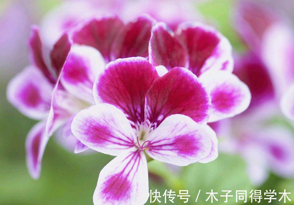 室内养花需注意,因为老话“花旺人不旺”,那可以养的花有哪些?