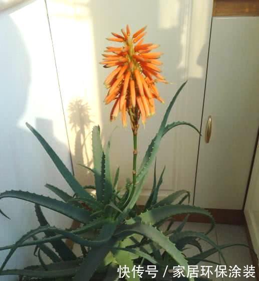 这些植物开花不常见，可遇不可求，叶片肥嘟嘟，开花太吉利