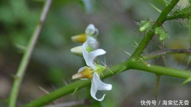 物种|它全珠有毒,19世纪传入我国,成传统中药,如今却成危害入侵物种