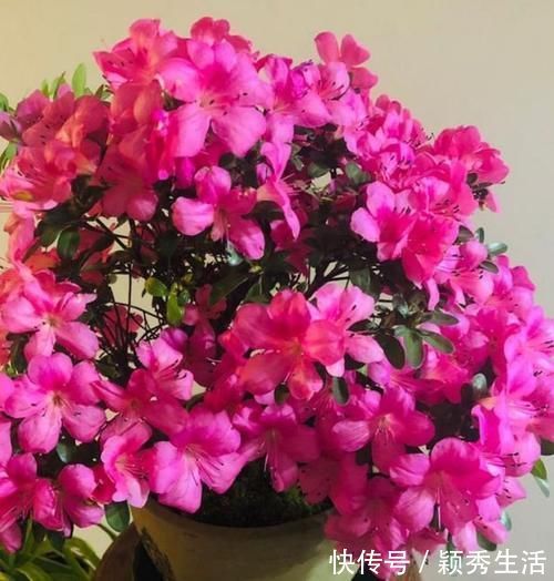 3种花常年开花易爆盆，堪称是“开花机器”，养在阳台极美了
