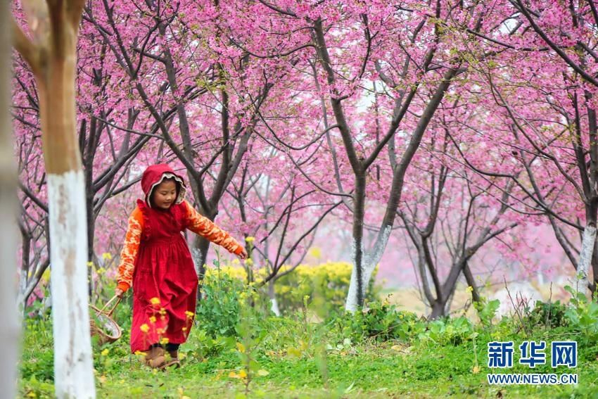 【“飞阅”中国】樱花满园似仙境