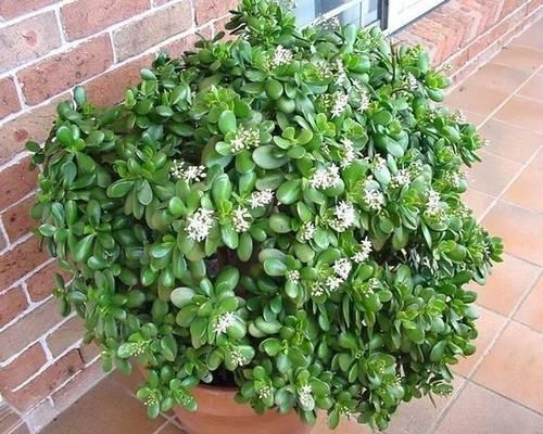 4种厚脸皮花,不能长成高个子,一长高就剪,越剪越健康