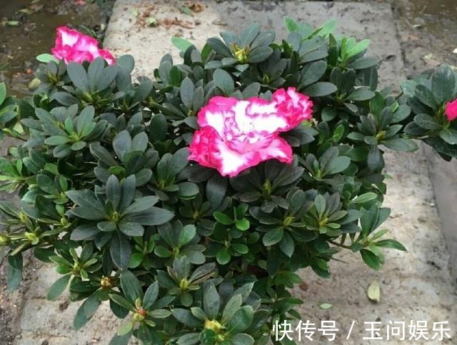 杜鹃花年年买就是养不活掌握4点技巧,一盆养成老桩当传家宝