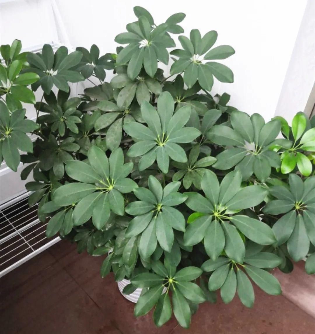 人养花,花也养人,家里养这10种花,越养越健康