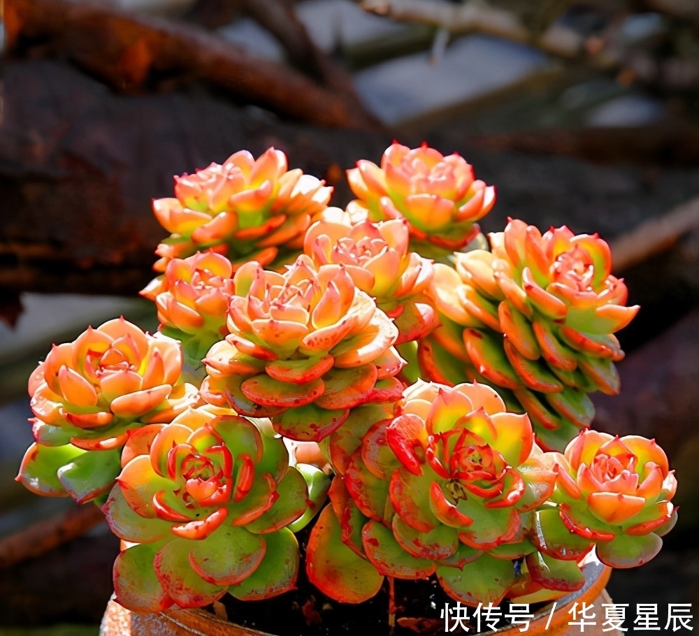 5种黄色系多肉,如玉般澄澈,颜色很独特,散发别样的美