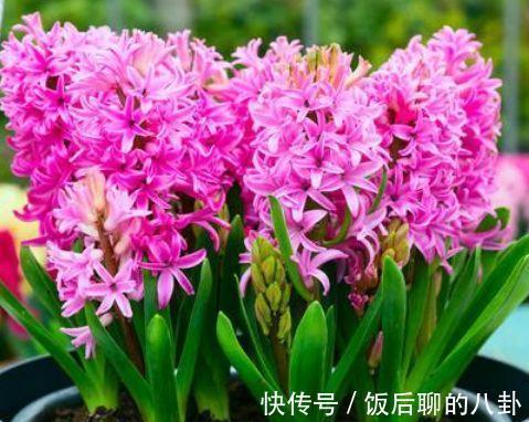 农历9月24日开始,居家养这几款植物,沾土就能活,有阳光就爆盆