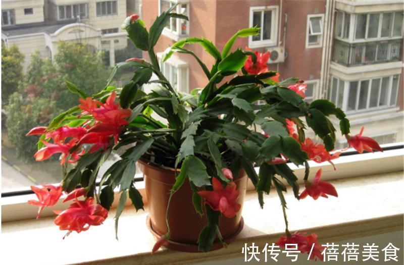 19种常见花“耐寒能力”一览表，天冷要不要“入室”，看看就知道