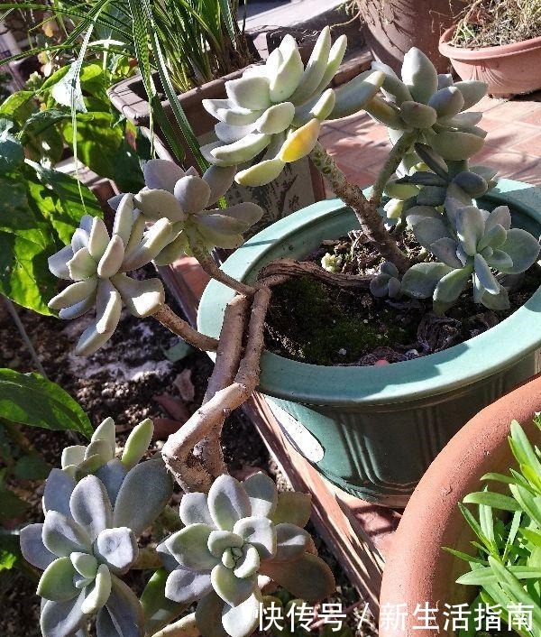 邻居养了3年多肉,个个长成“悬崖老桩”,到底咋养的!