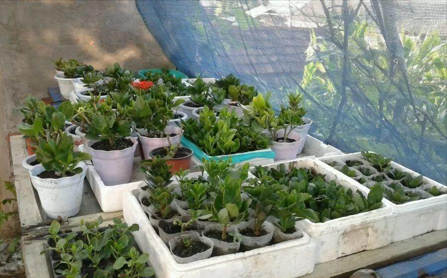 夏天|夏天养长寿花,做4个“要点”,才能安全度夏,天一凉快就开花