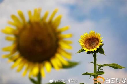 花海|靓到飞起！白云这里有一大片向日葵花海~