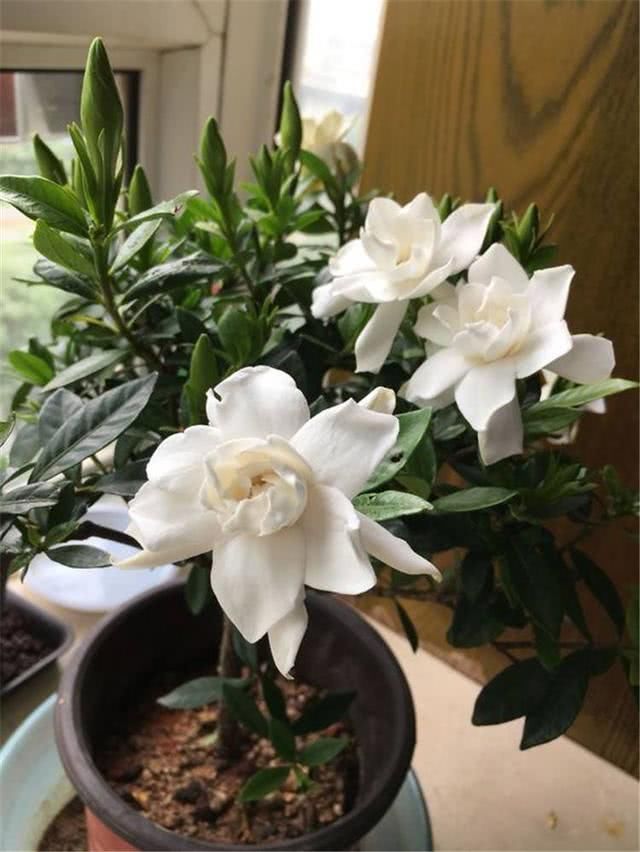 刚买回家的栀子花,先观察观察,别急着换盆换土容易伤根
