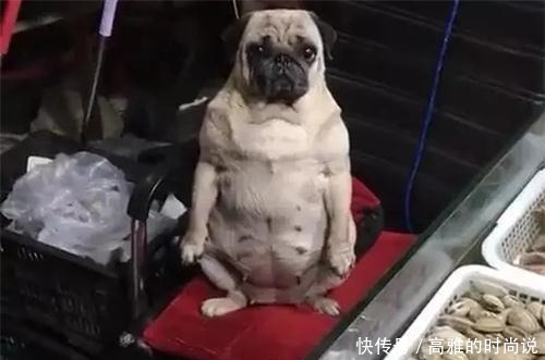 老板|菜场买海鲜时,却被“老板”给吸引了,狗我是被迫营业的