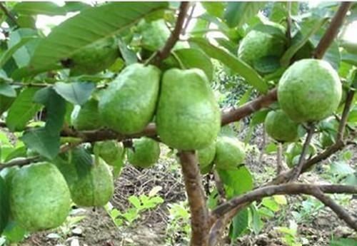 农村|农村树上挂着的果子叫石榴,果肉却不是石榴肉,两种颜色都没吃过