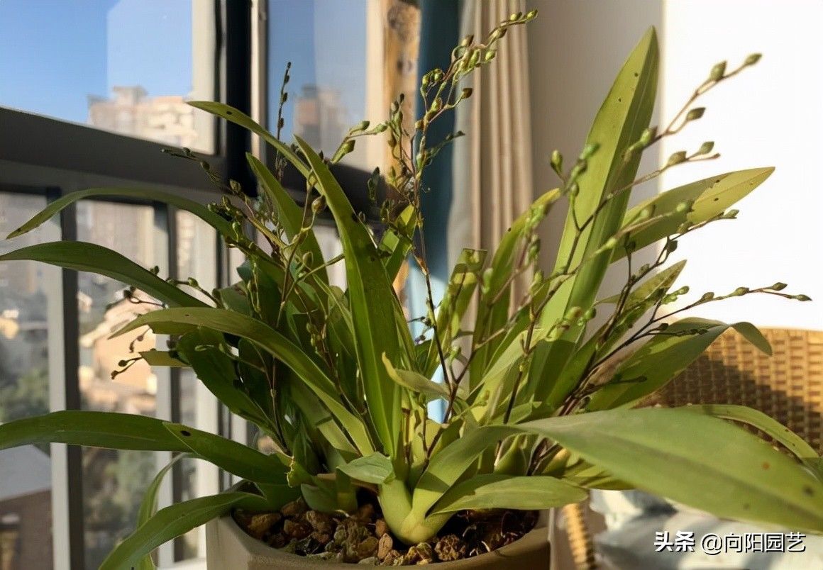 比兰花还高档的文心兰，现在养一盆，年底就开花，花香味很浓