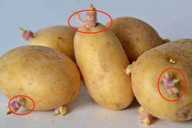 土豆发芽，吃掉还是扔掉之前做错了，快告诉家人，早知道早受益