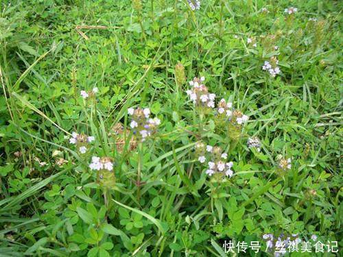 野草|农村里常见的野草不仅能治病救人，更是白头发的克星