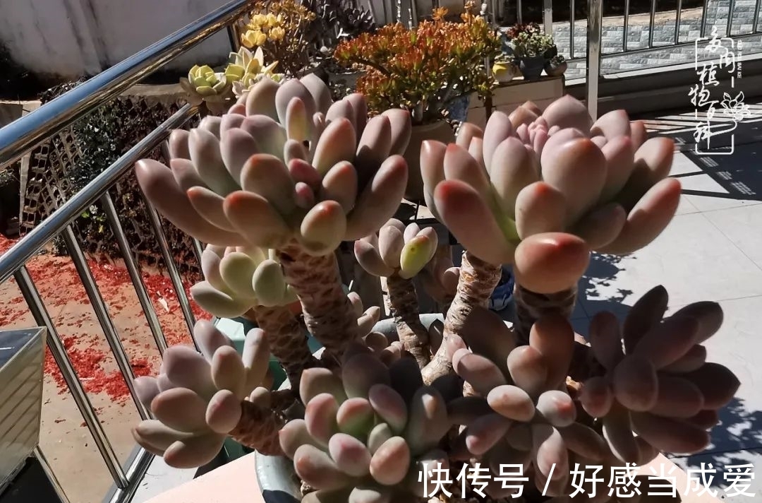 治愈之“肉”:愿所有的养肉人都被这些“胖子们”治愈