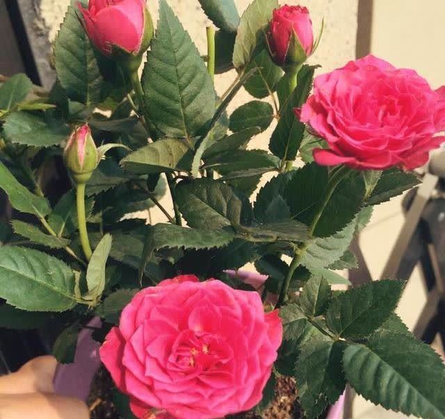 4类“坑人花”,漂亮却活不长,新手“别上当”,买了养不活