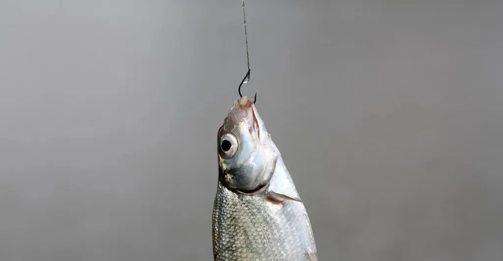 冬季大鲫鱼好钓?谣言!不注意3点,大板鲫和你无缘